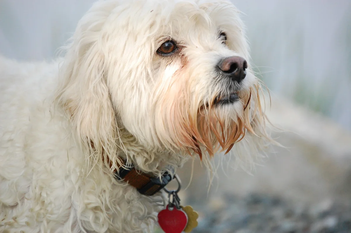 dogs 589.jpg