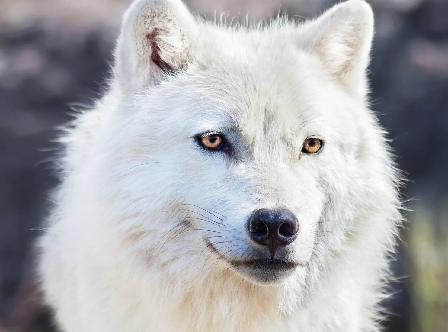 wolf.jpg