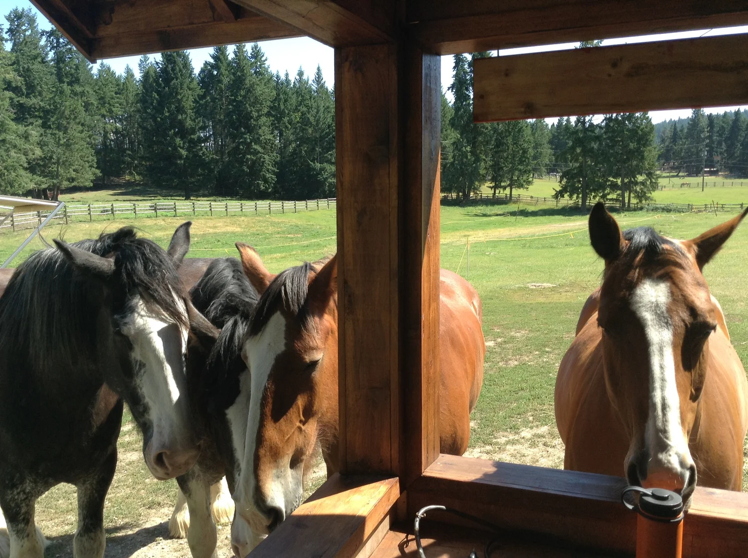 Urgy Podcast Feed - Small Wooden Shoe