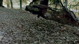 tumblr_nrsnegNk9y1sjsxw9o4_r1_400.gif
