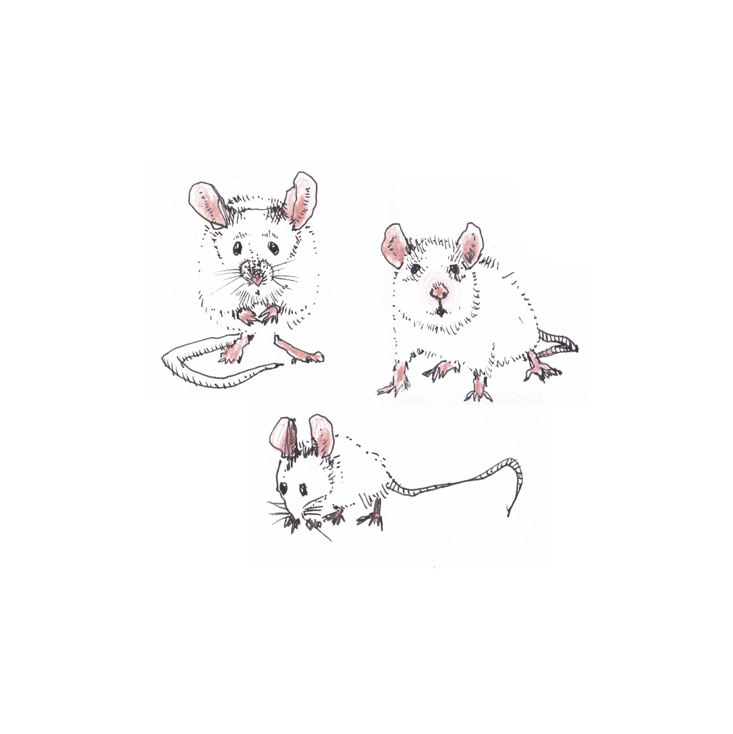 mice 2.jpg