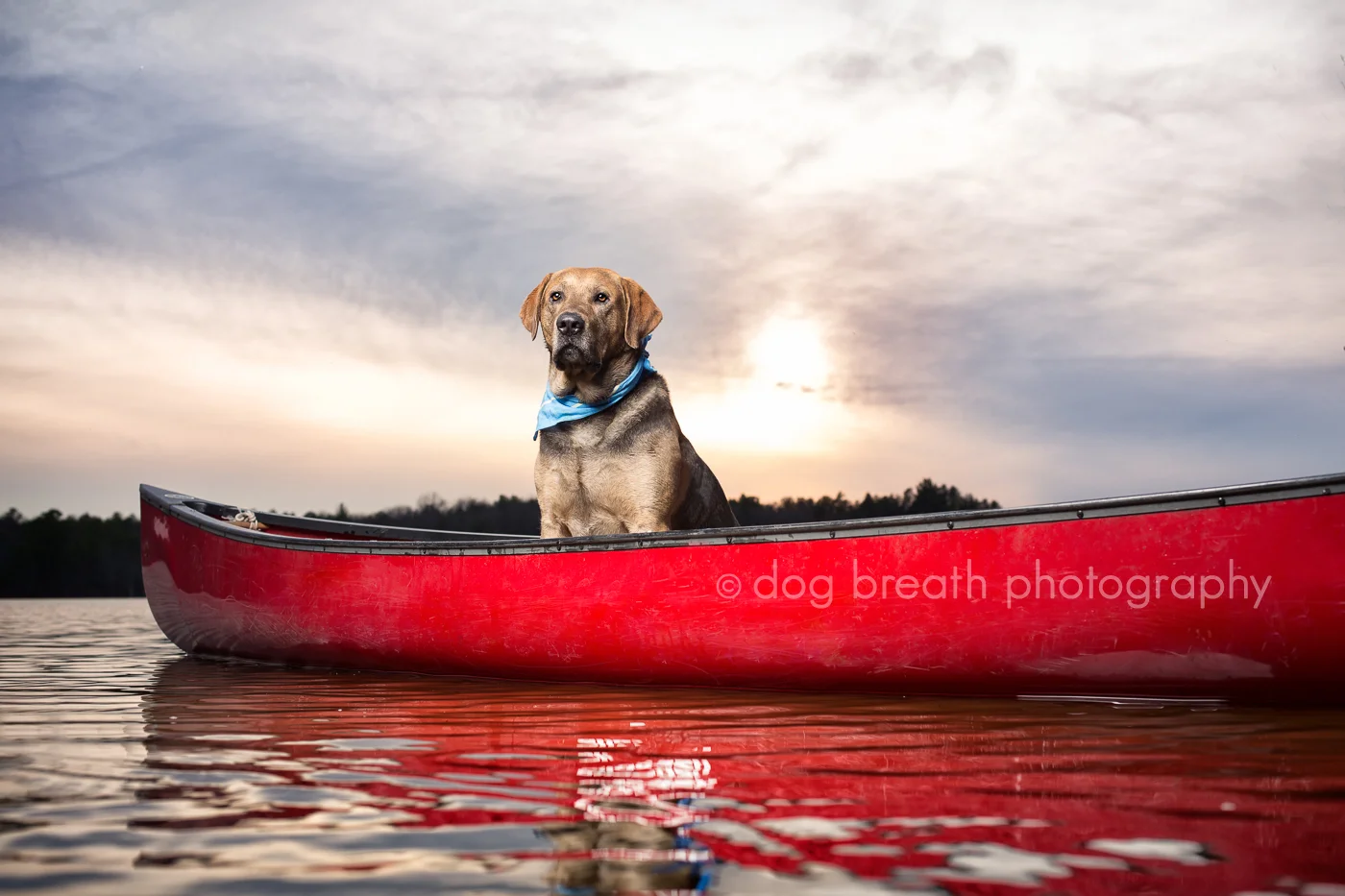 Teddy the Dog Apparel - Summer Brand Campaign