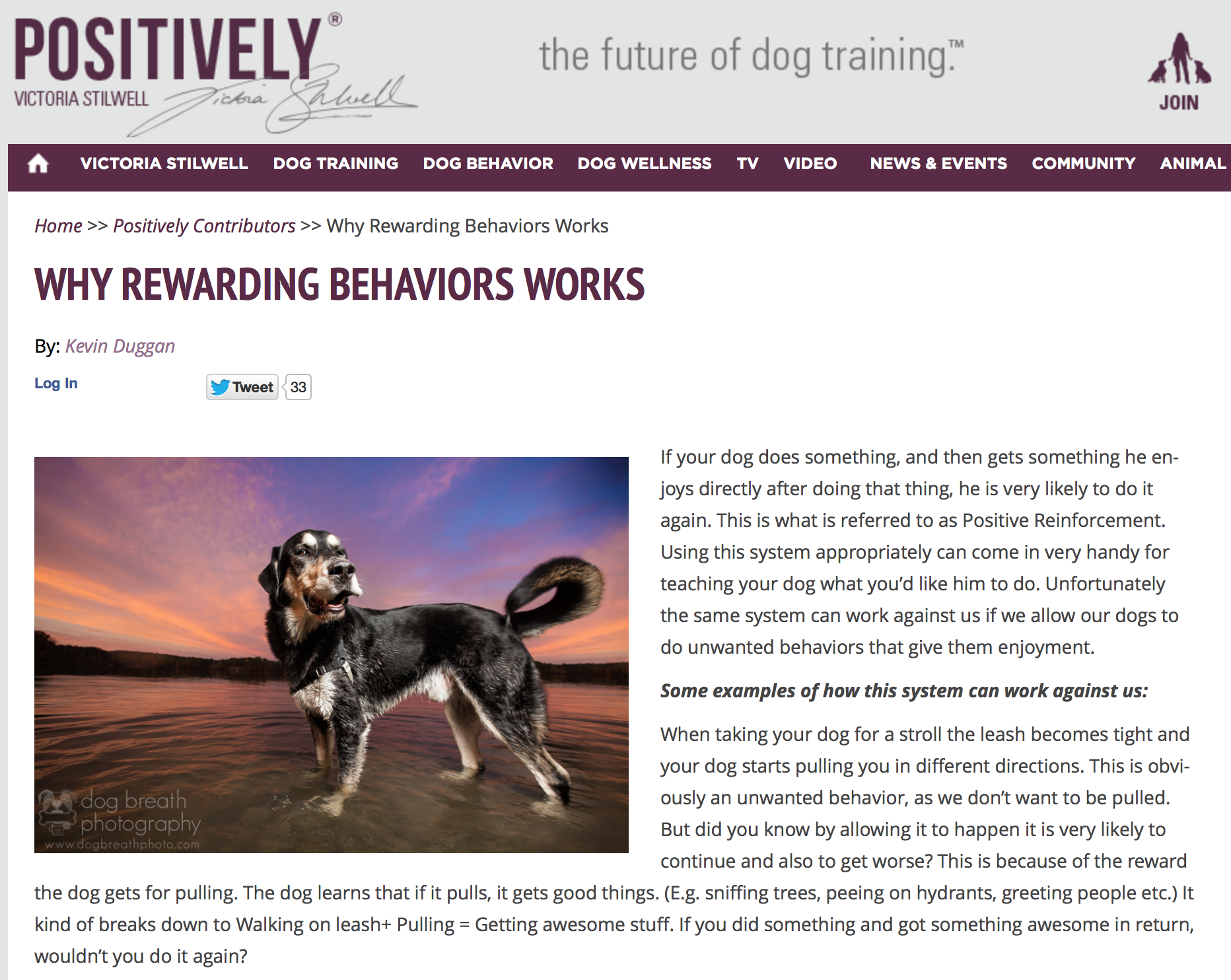Featured image in article on Victoria Stilwell's Positively.com