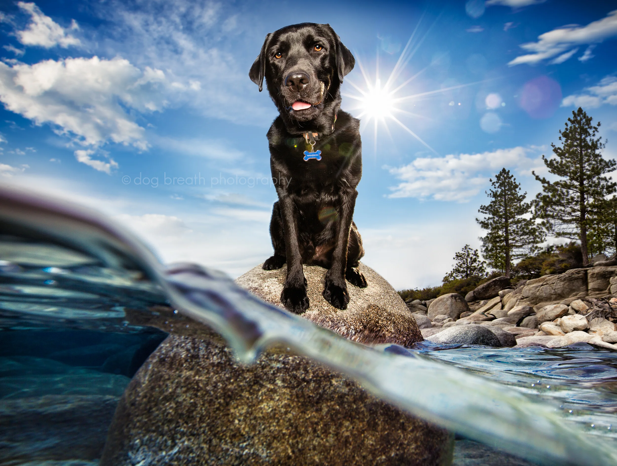 Dog Breath Photography Boston Dog Photographer