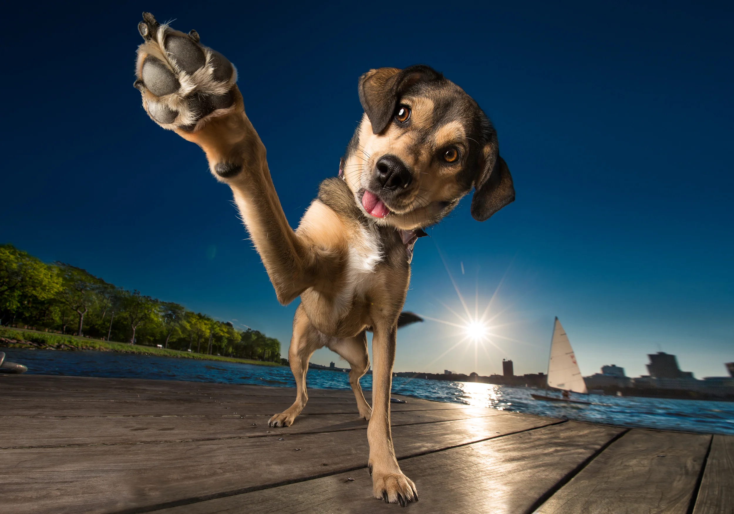 ultra-wide angles dog photography