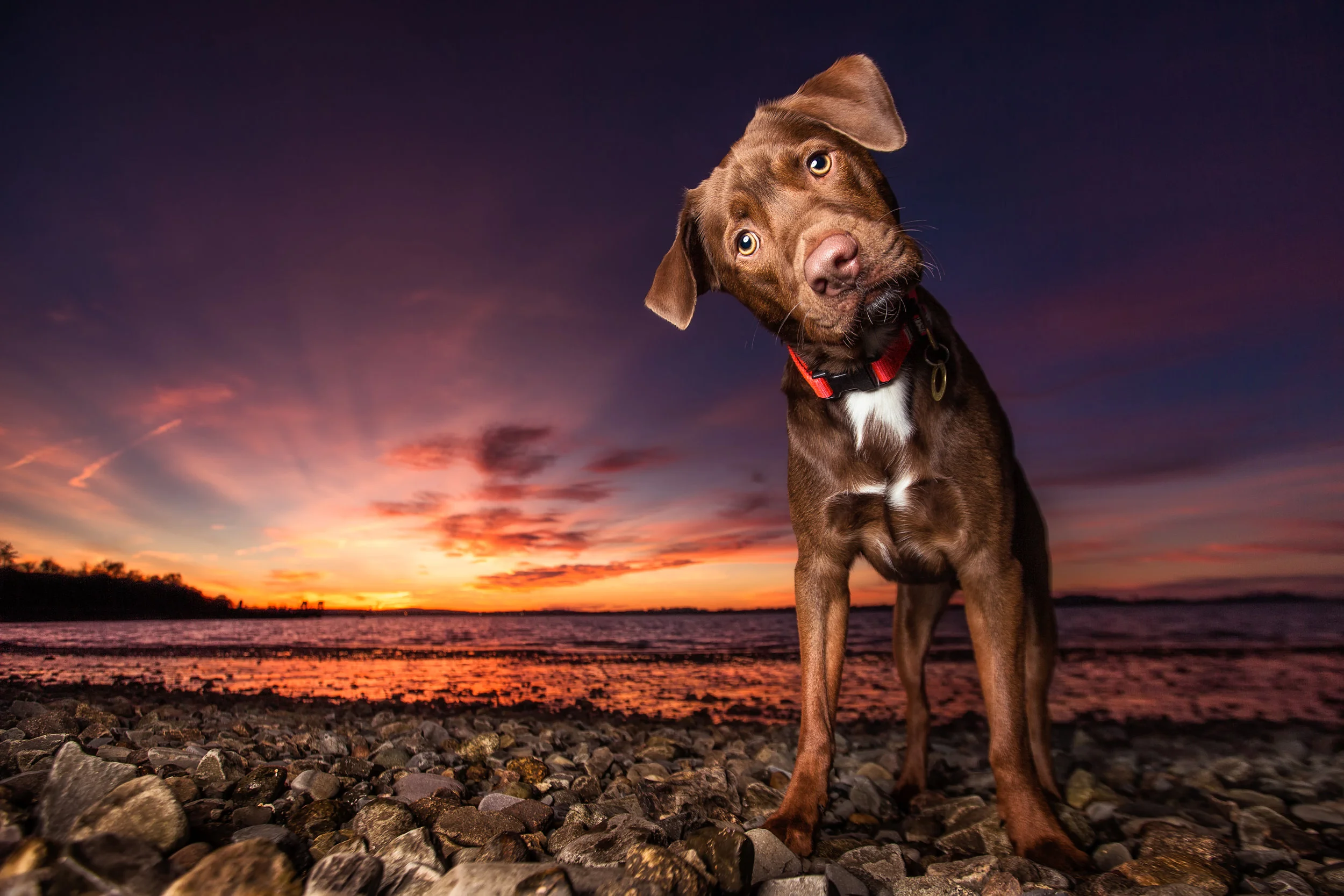 Dog Breath Photography Boston Dog Photographer