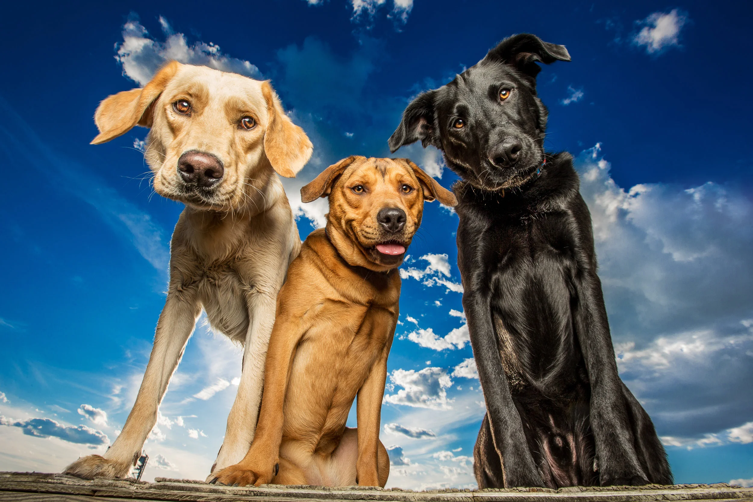 Dog Breath Photography Boston Dog Photographer
