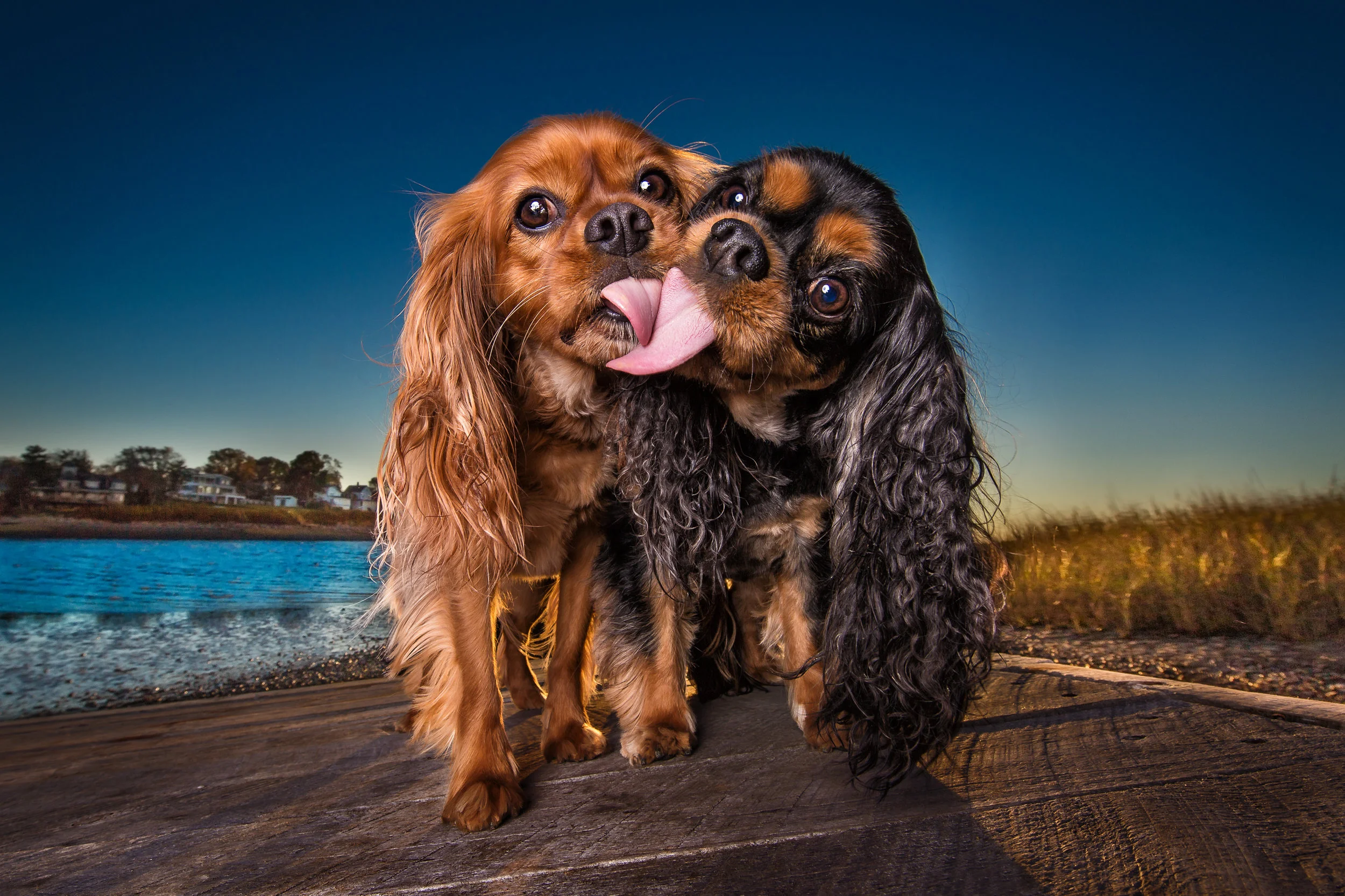 Dog Breath Photography Boston Dog Photographer