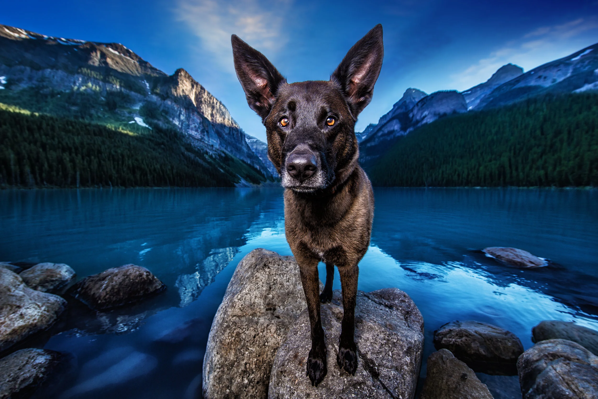 Dog Breath Photography Boston Dog Photographer