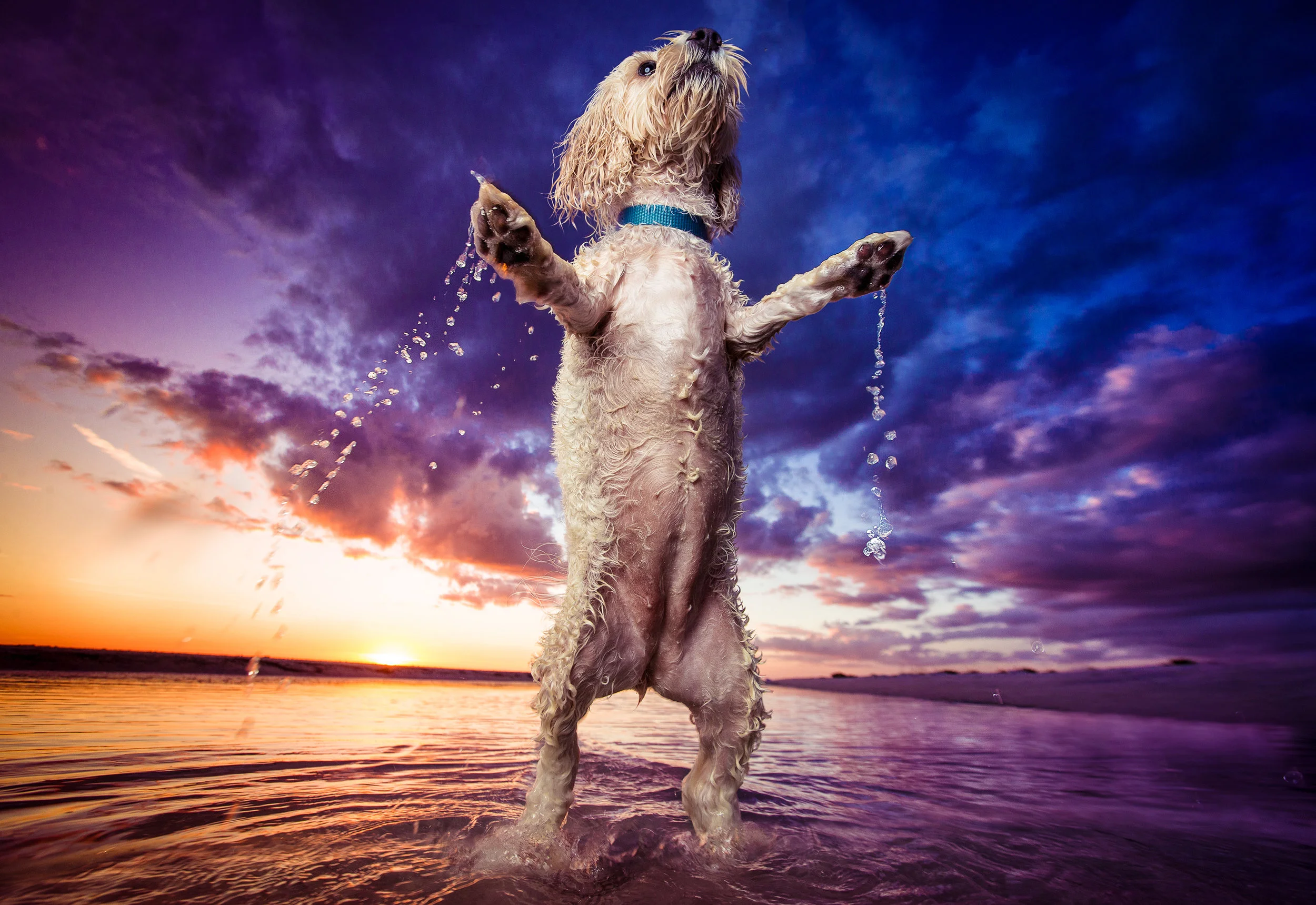 Dog Breath Photography Boston Dog Photographer