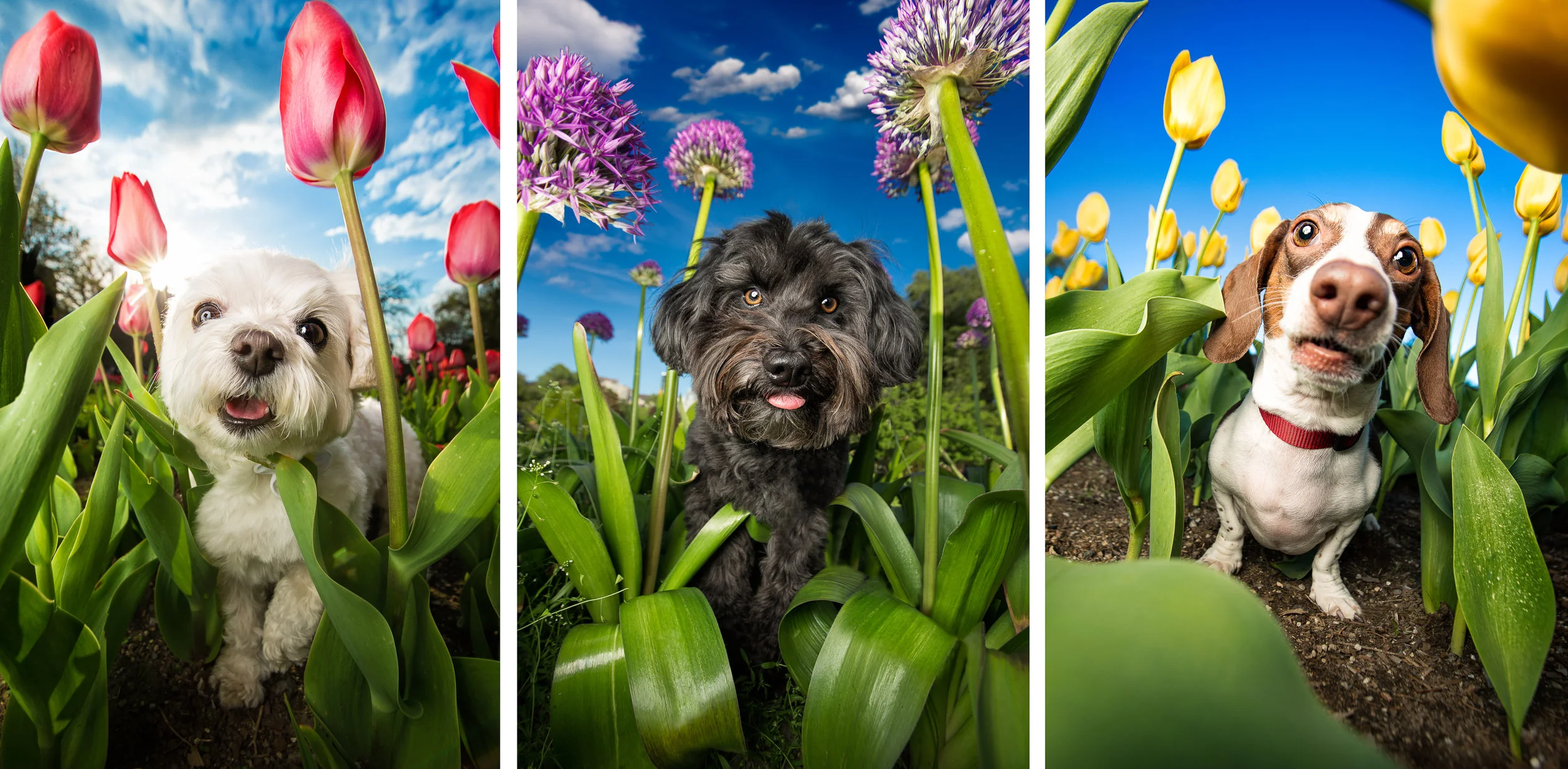 Dog Breath Photography Boston Dog Photographer