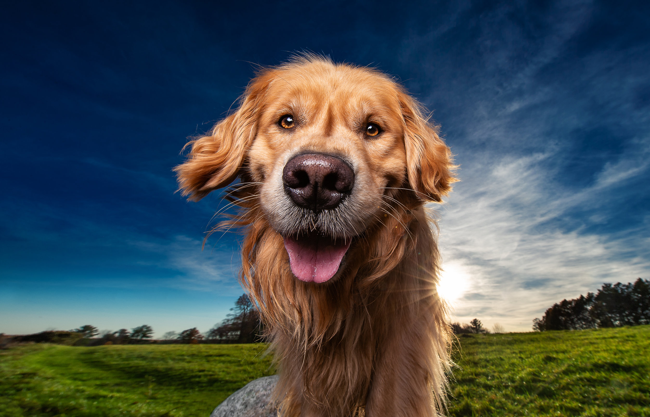 Dog Breath Photography | Boston Dog Photographer
