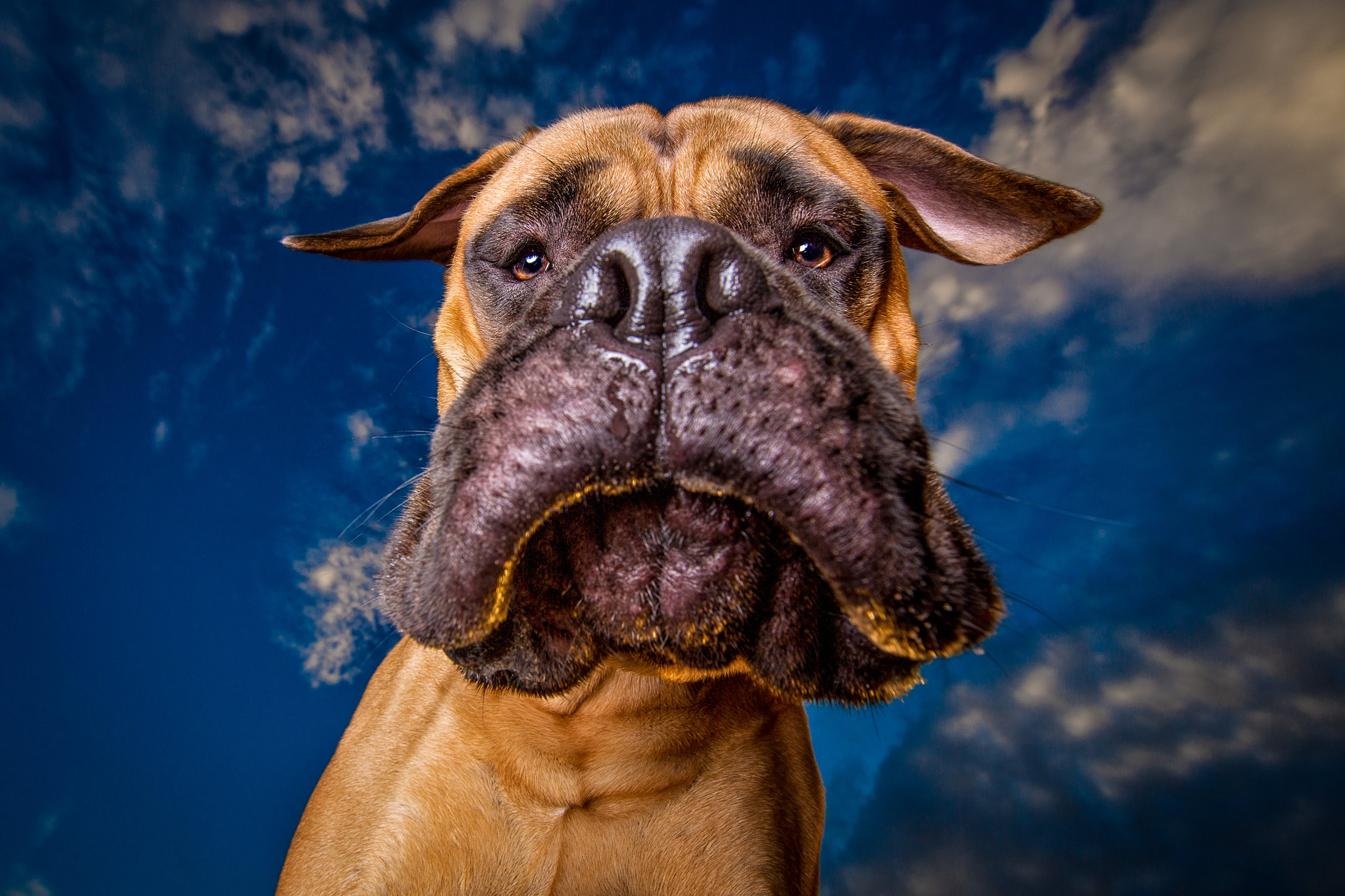 Dog Breath Photography