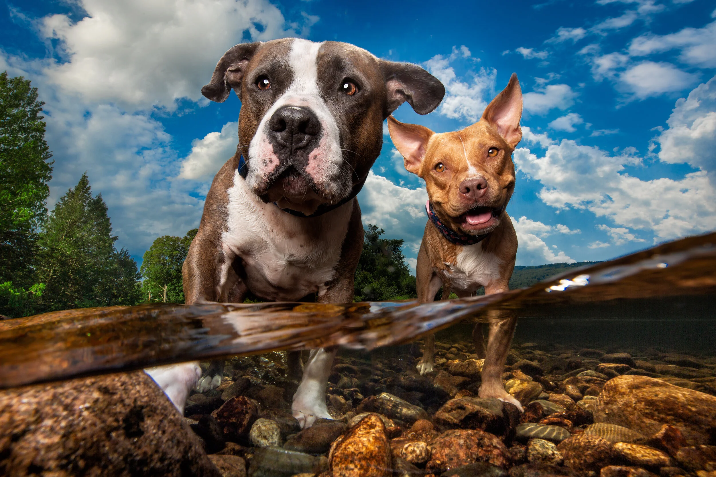 Dog Breath Photography