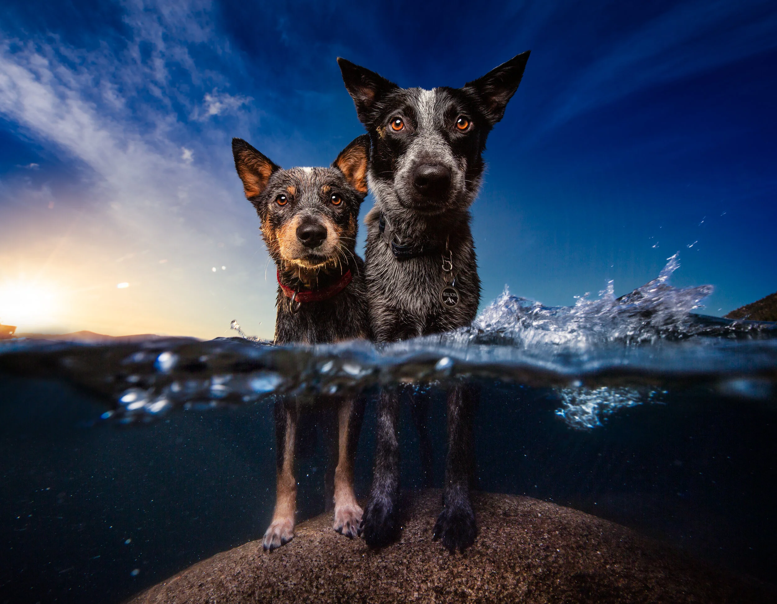 Dog Breath Photography