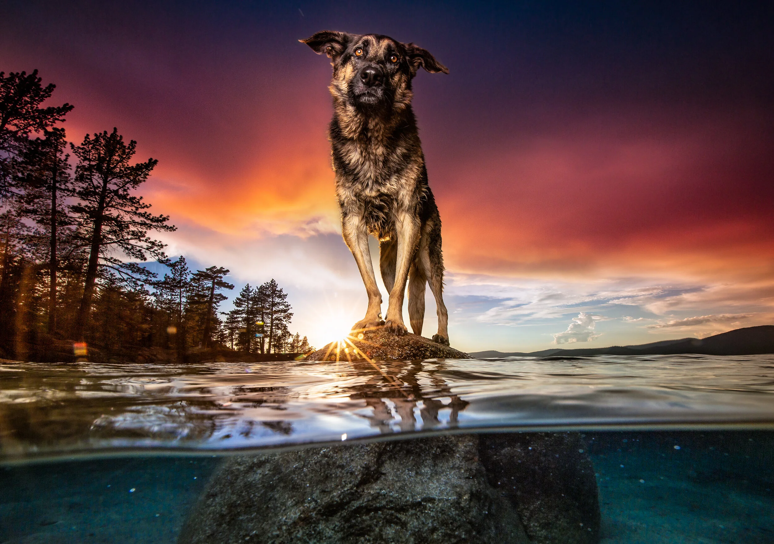 professional-dog-photographer-near-me-how-to-set-up-a-dog-photography