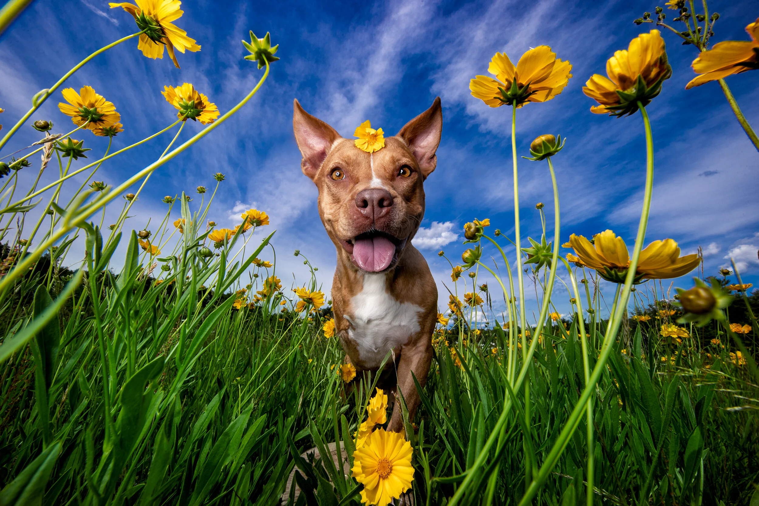 Dog Breath Photography Dog Breath Photography