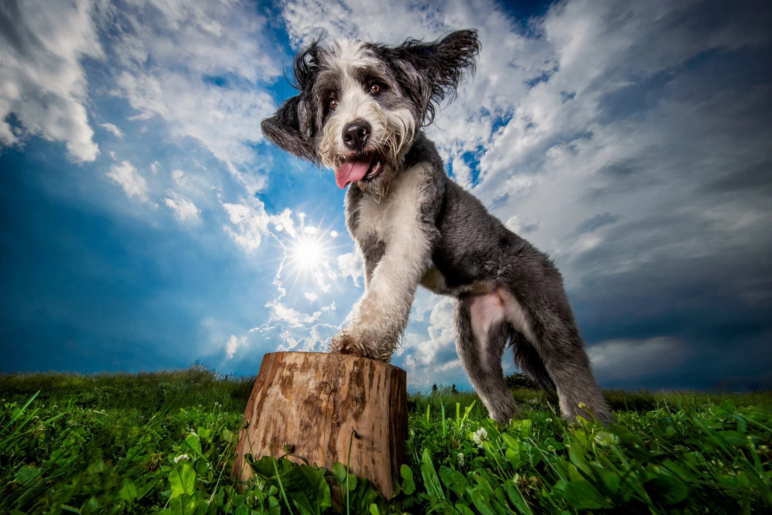 Dog Breath Photography