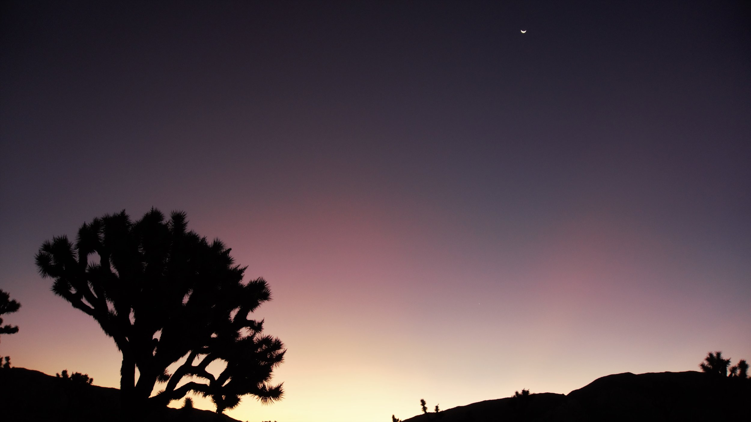 Joshua Tree First Light