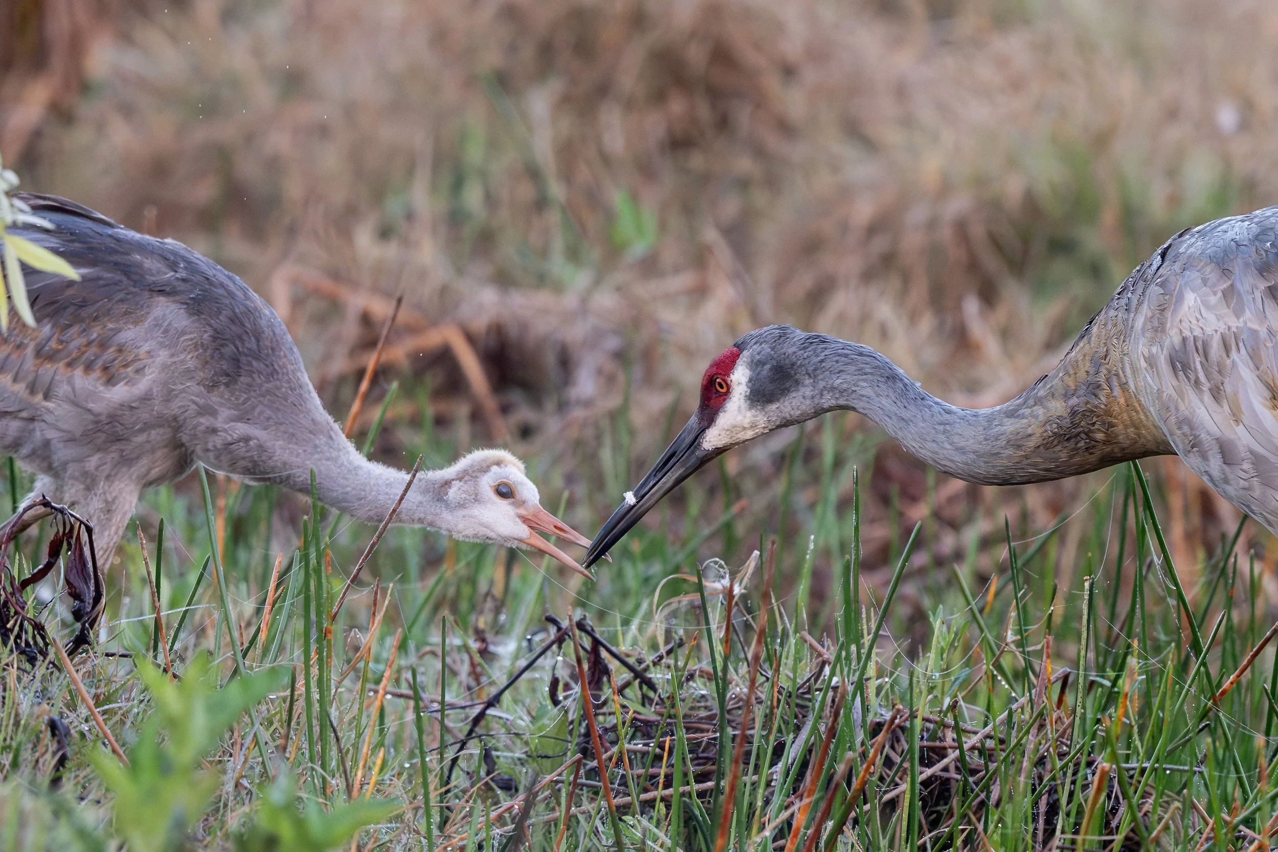 _LCP0412 - Copy - Copy - Copy.jpg