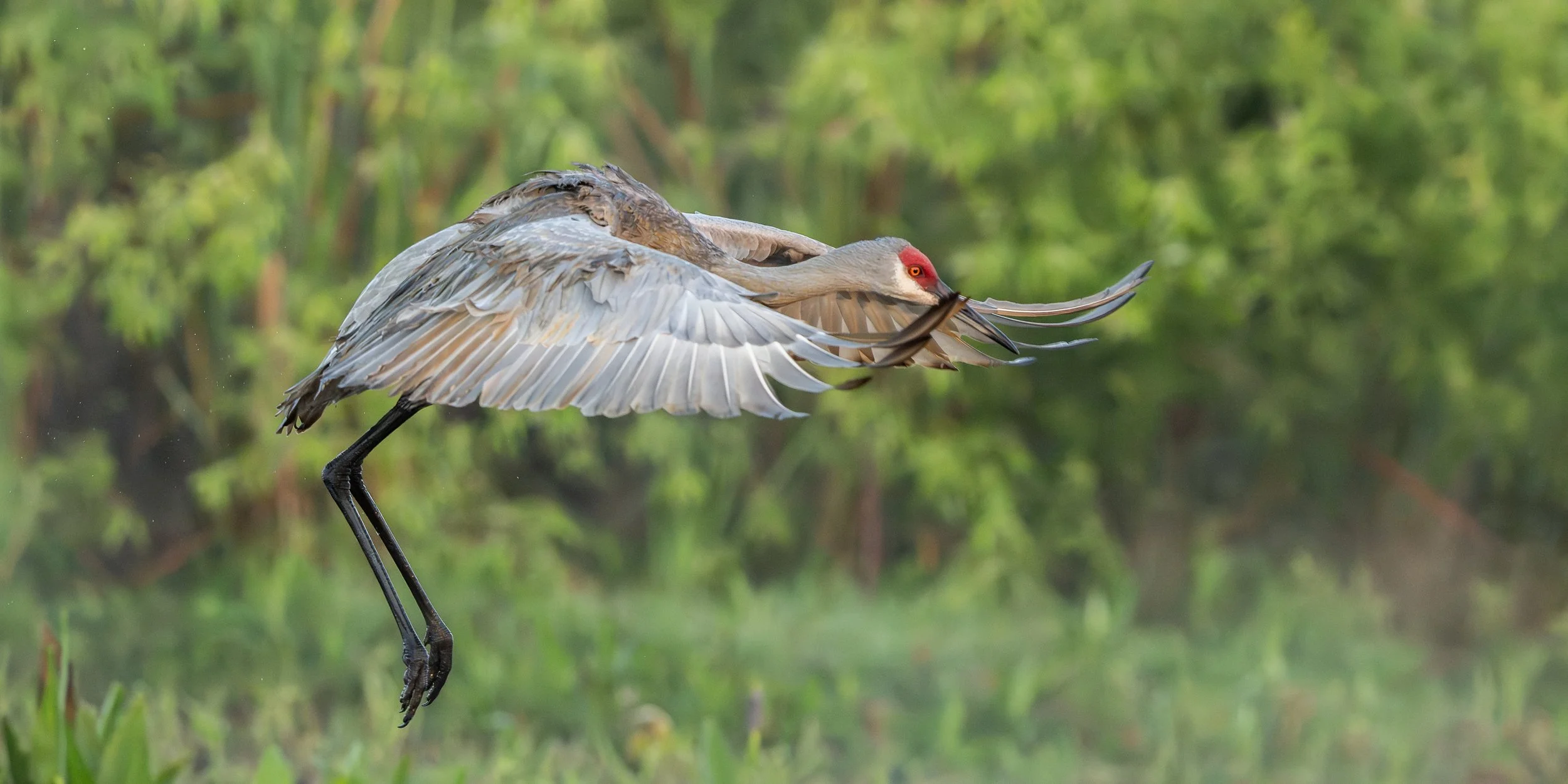 _LCP0884 - Copy - Copy (2).jpg