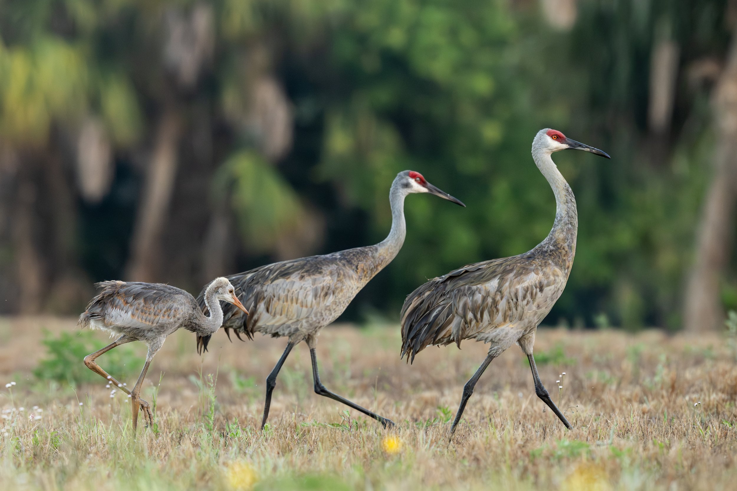 _LCP1080 - Copy - Copy.jpg