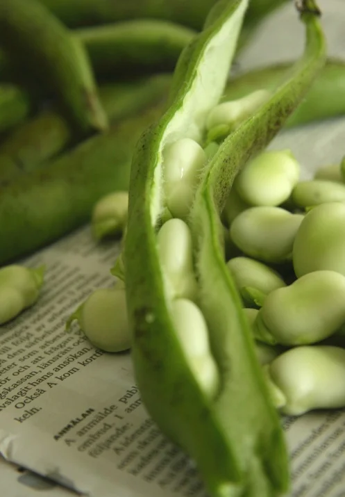 broadbeans.jpg