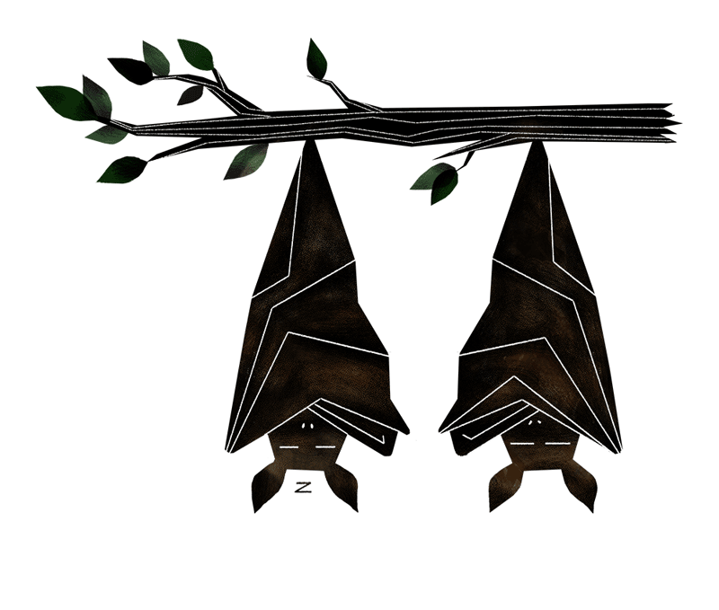 Snoring Bat