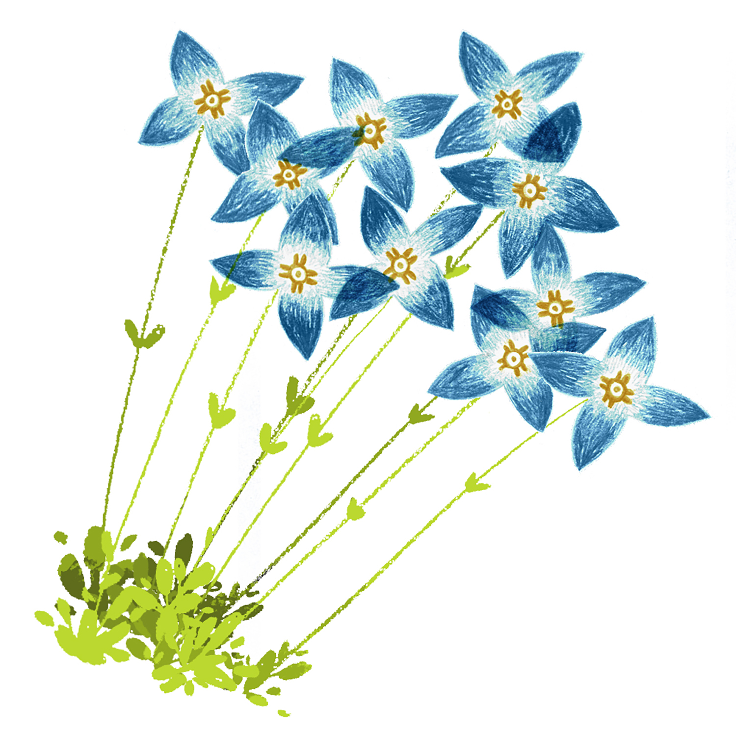 Bluets