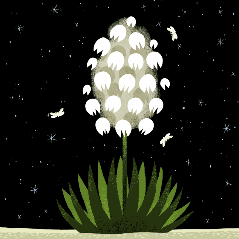 Yucca Moths
