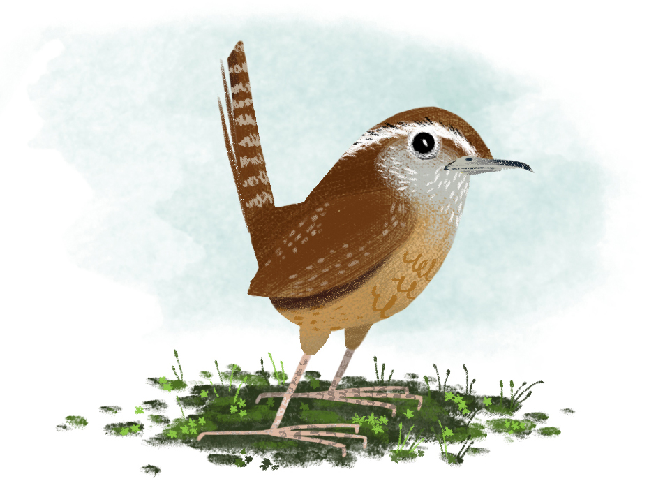 Carolina Wren