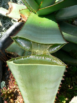 300px-Split_Aloe.jpg