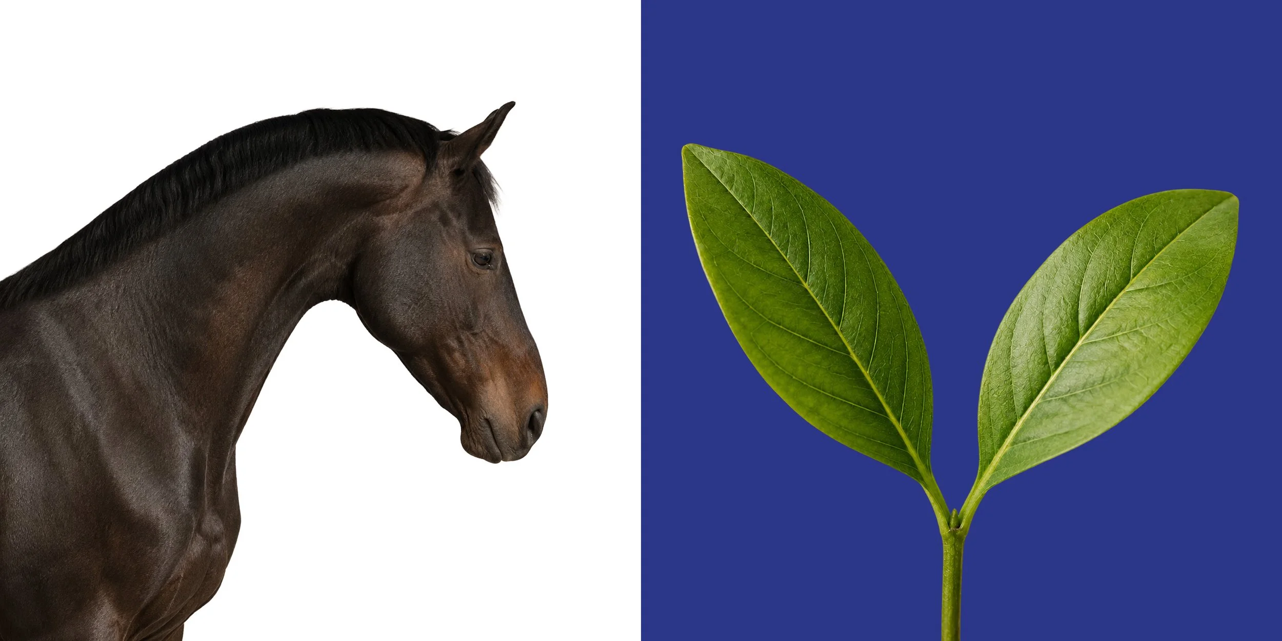 Horse profile and green leaves used as inspiration for the HorseWell logo concept