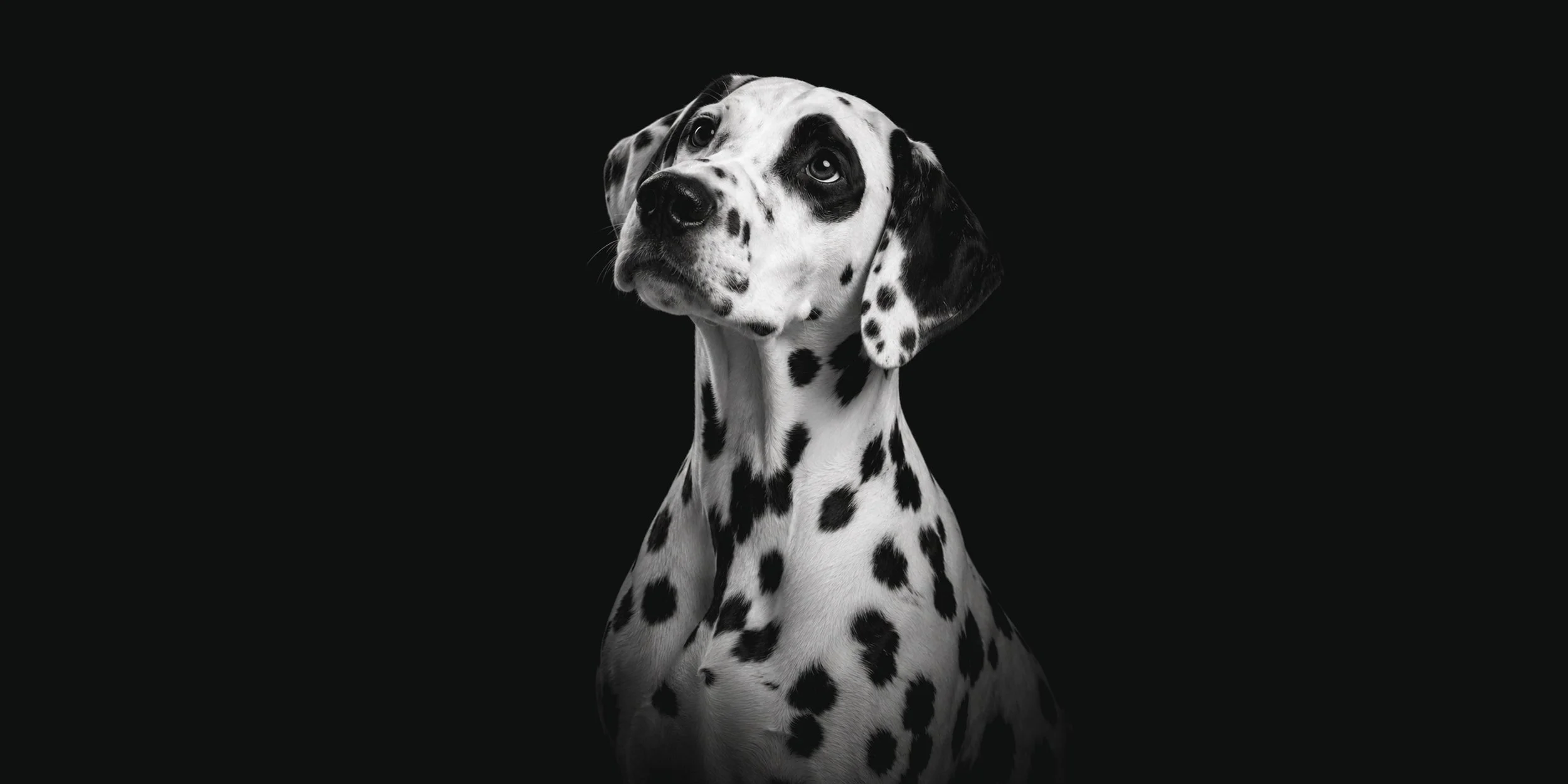 Black and white Dalmatian portrait on a dark background, representing the inspiration behind the Spot logo design.