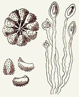 Urediniospores of Hemileia characteristically are kidney-shaped with spines on the convex surface. (From Berkeley’s original drawing and report in the Gardeners’ Chronicle , 1869).