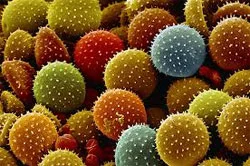 Coffee Rust shot under an Electron Microscope