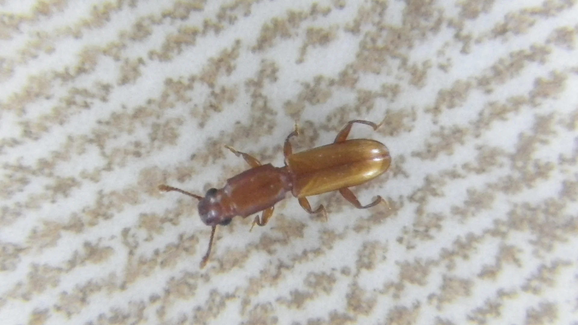 Cathartus quadricollis - Square-necked Grain Beetle Photo: Brian Spears