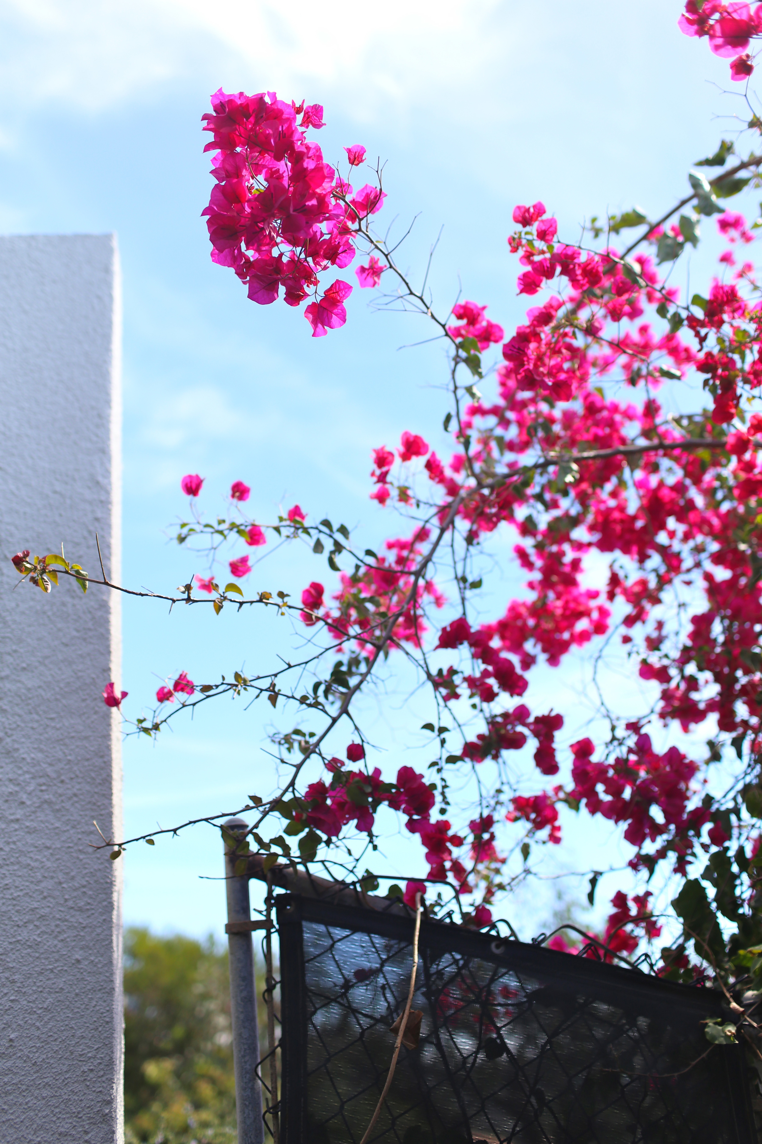  I know this stuff is everywhere, and it's easy to forget that we get to live amongst so much beauty.