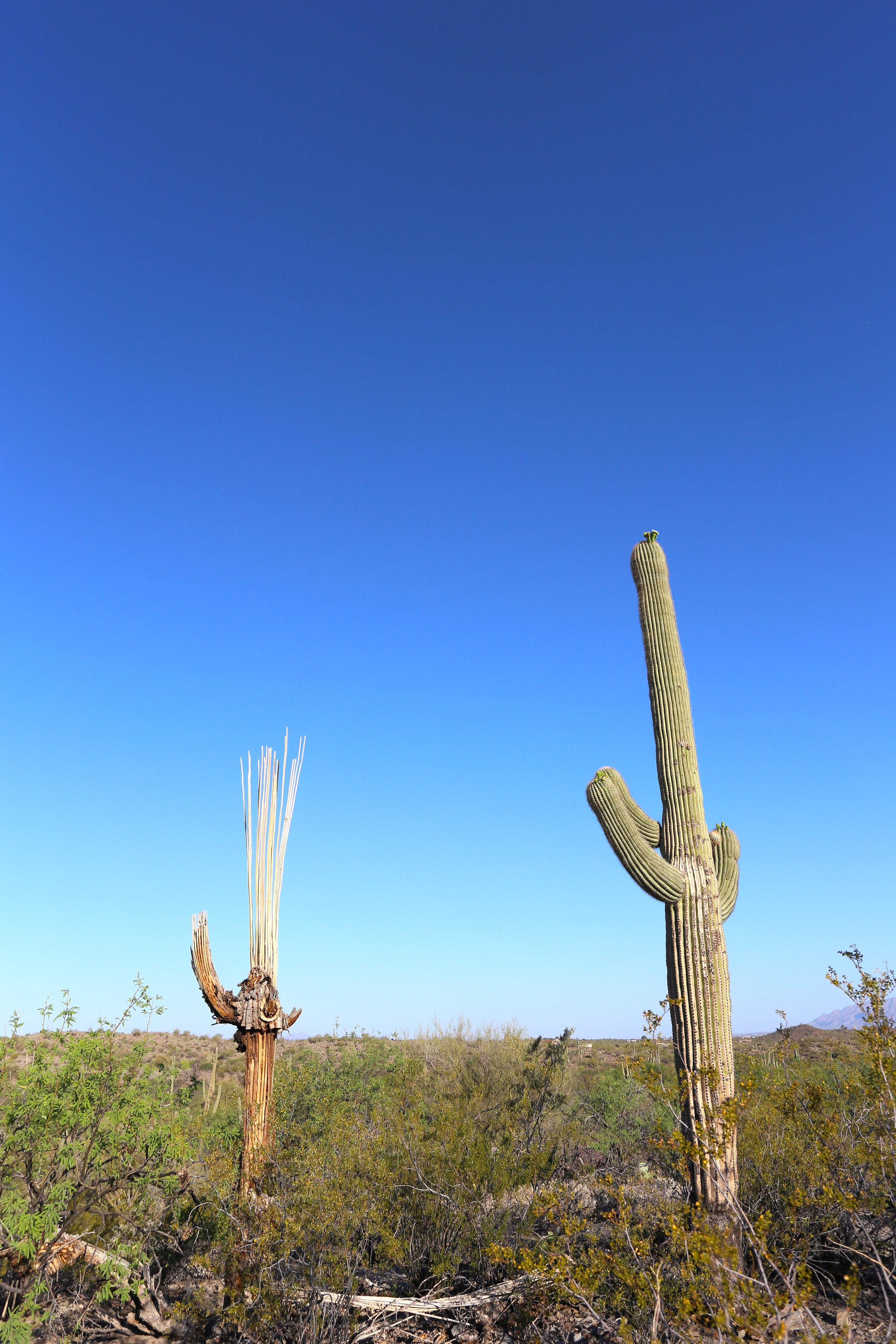  Saguaro National Park