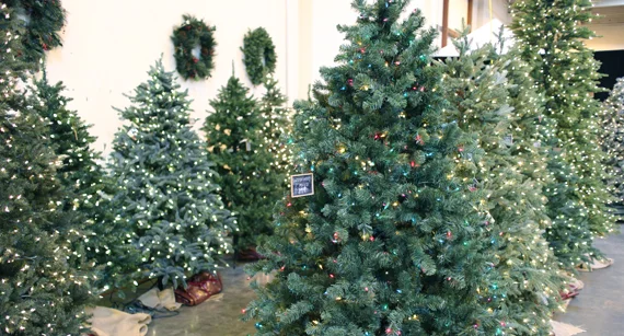 The tree lot.