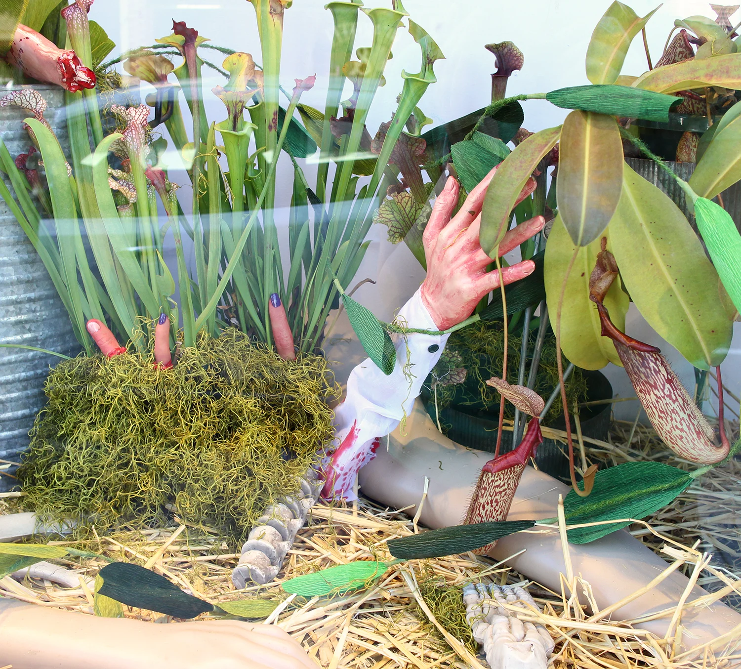 The carnivorous plants were provided by Predatory Plants.