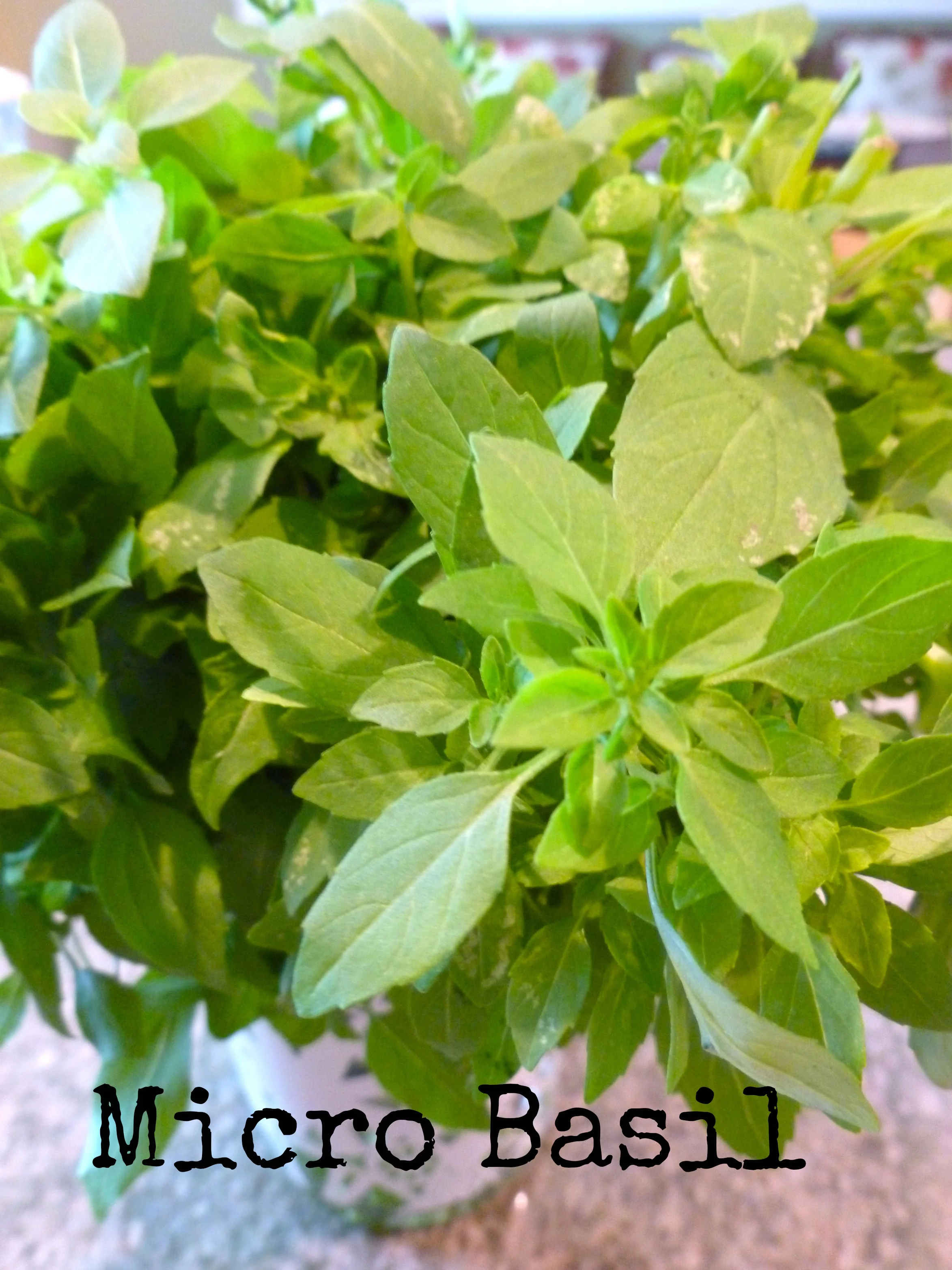 basil.jpg