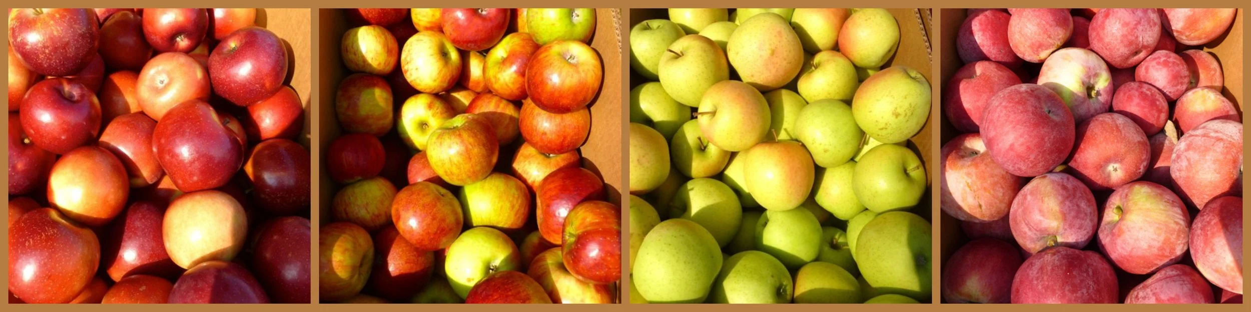 apples4.jpg