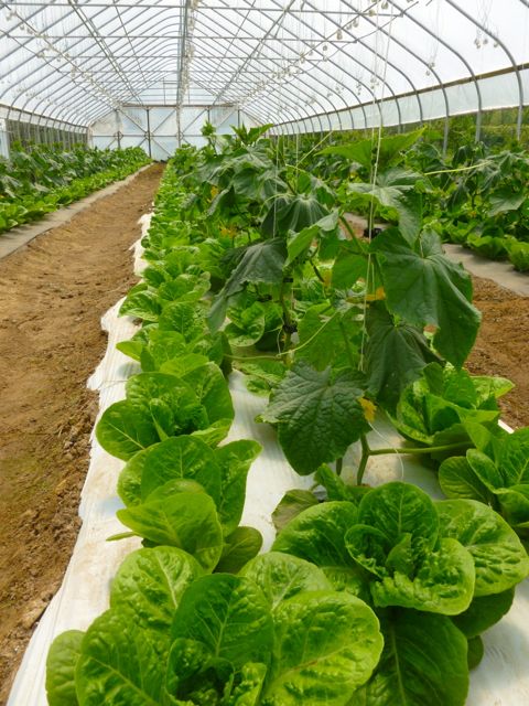 Lettuce and English cucumbers