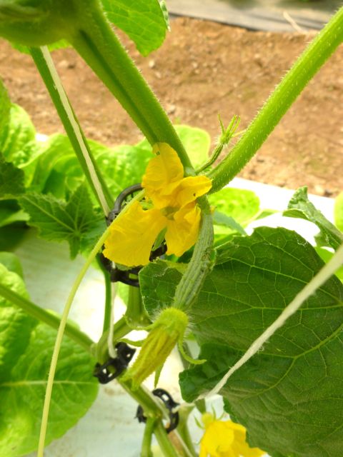 English cucumbers - soon!