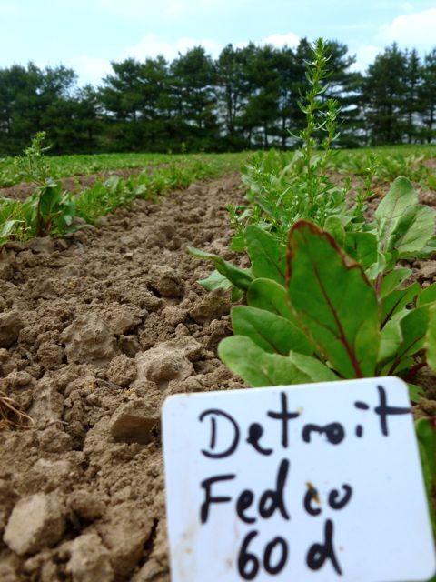 Beets!
