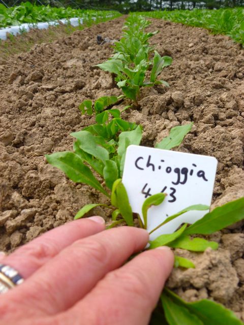 Chioggia Beets - bullseye!