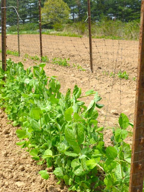 Peas!