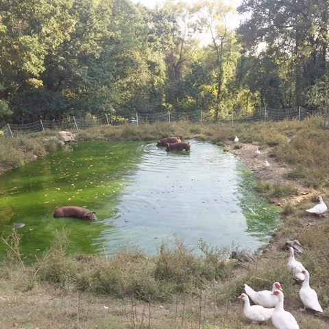 CHF Pigs.jpg