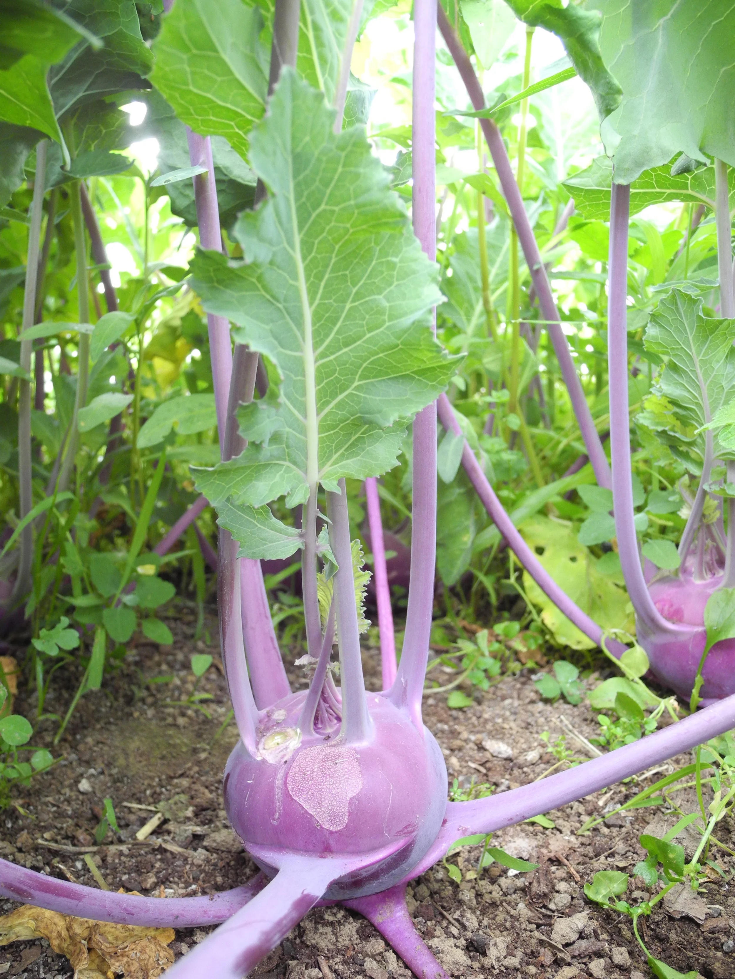 A peek at the spring crop of kohlrabi - alien like!